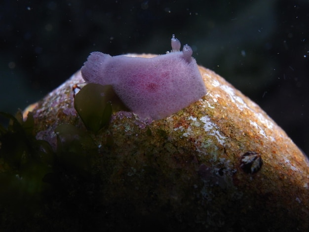 Photo purple colored nudibranch mauve jorunna-jorunna sp rock poolbronte beach sydney nsw