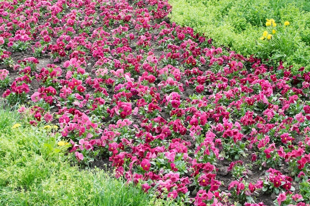 Purple Colored Pansies Closeup. Flowerbed with Viola Flowers