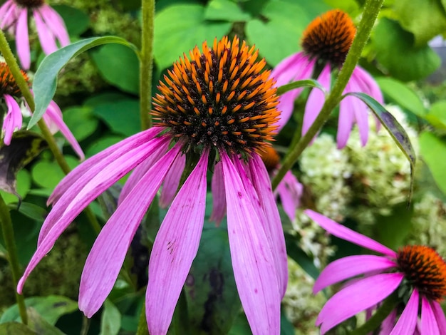 Purple coneflower flowers in the flowerbed grow pink flowers have a black core and yellow pollen