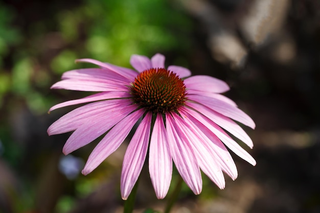 Purple Coneflowers Echinacea closeup selective focus