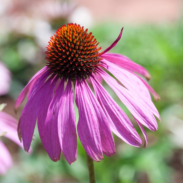 Purple Coneflowers Echinacea closeup selective focus