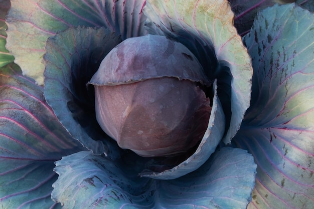 Purple core wild cabbage texture unusual floral background