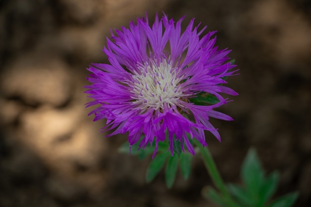 Purple cornflower in a meadow or in a flower bed closeup