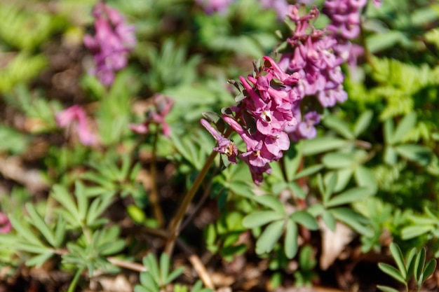 Purple corydalis flowers in forest at spring