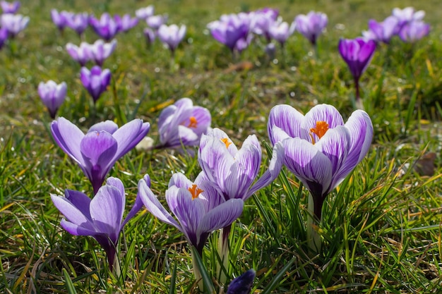 Purple crocus the beginning of spring blooming crocus