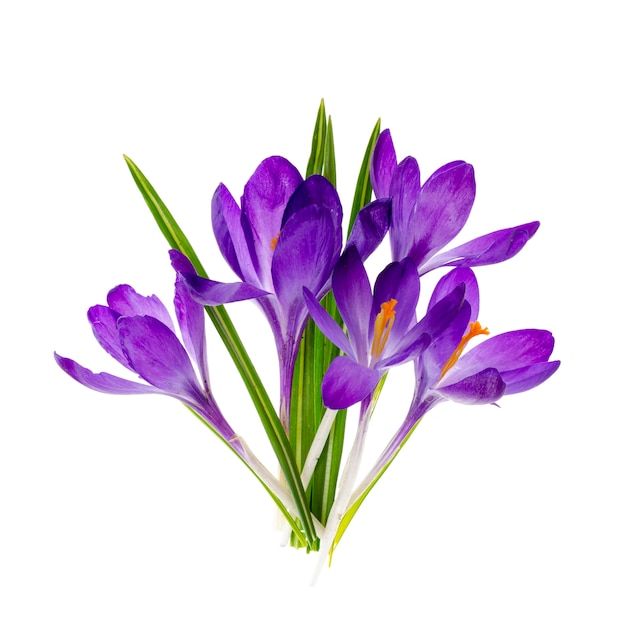 Purple crocus flowers isolated on white