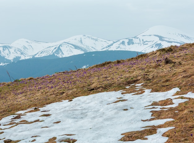 Purple Crocus flowers in spring morning mountain