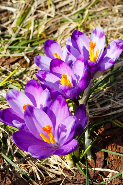 Purple Crocus flowers on spring mountain