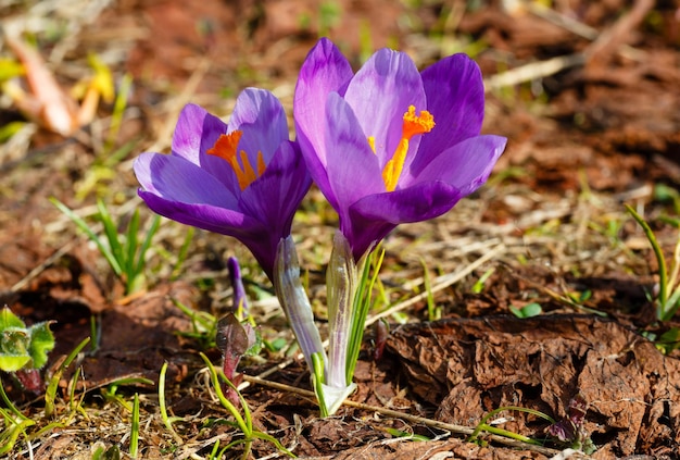 Purple Crocus flowers on spring mountain