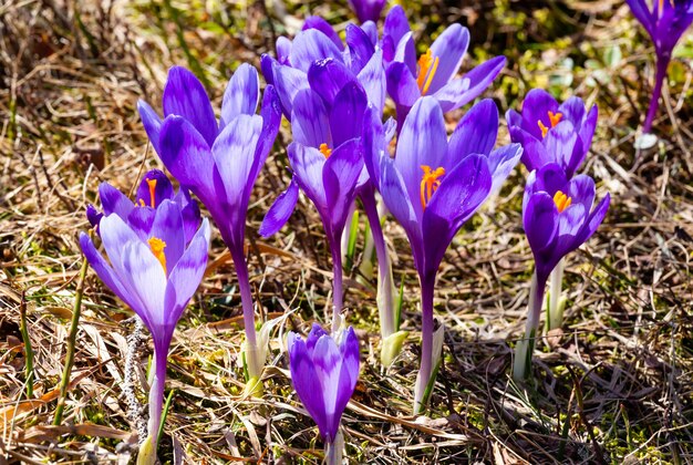 Purple Crocus flowers on spring mountain