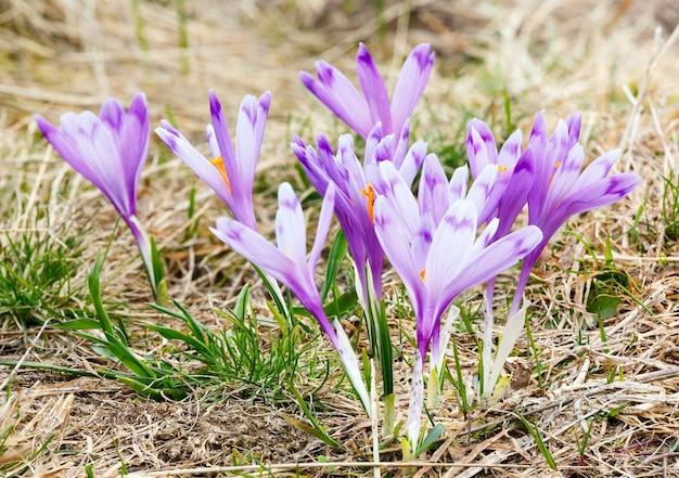 Purple Crocus flowers on spring mountain