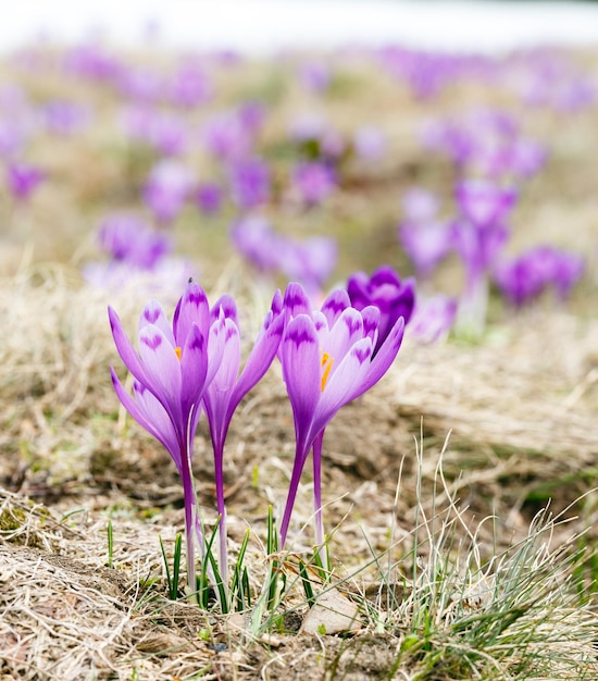 Purple Crocus flowers on spring mountain