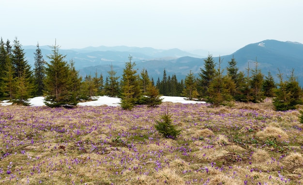 Purple Crocus flowers in spring mountain