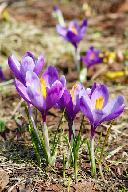 Purple Crocus flowers on spring mountain