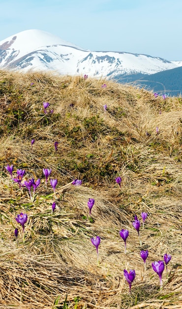 Purple Crocus flowers in spring mountains