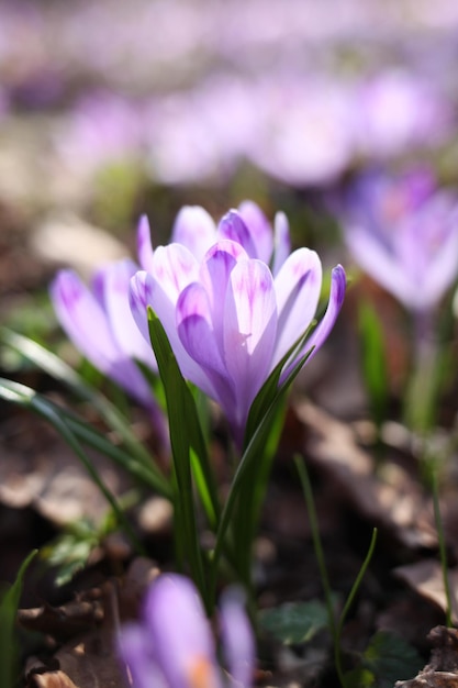 Purple crocus flowers in spring