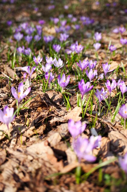 Purple crocus flowers in spring