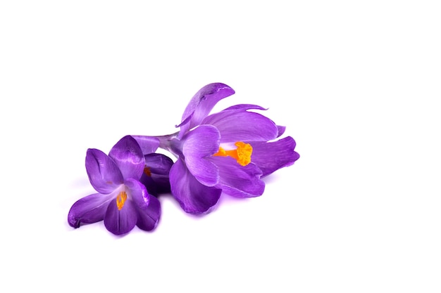 Purple crocus on white background fresh spring flowers