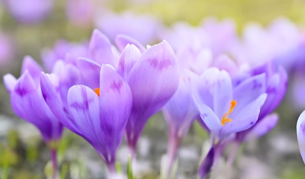 Purple crocuses close up Floral background