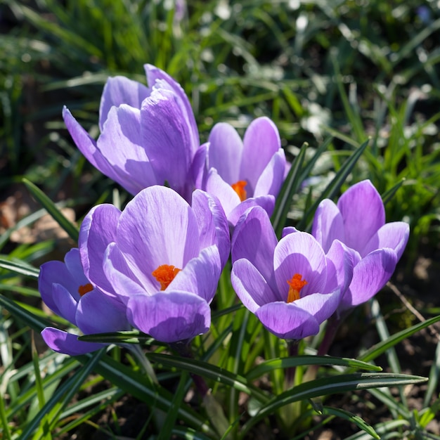 Purple Crocuses flowering in East Grinstead in springtime