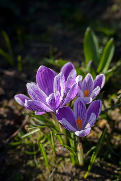 Purple Crocuses flowering in East Grinstead in wintertime