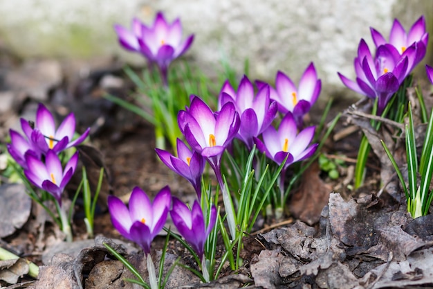 Purple  crocuses  germinate in the spring in the garden. Symbol of spring.