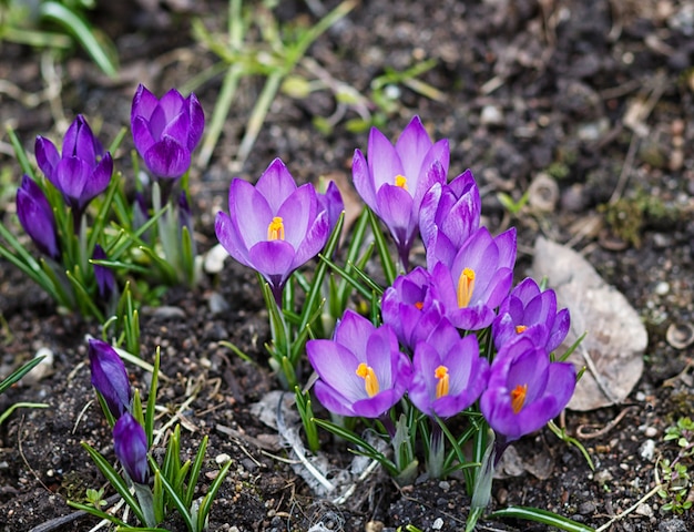 Purple crocuses germinate in the spring in the garden