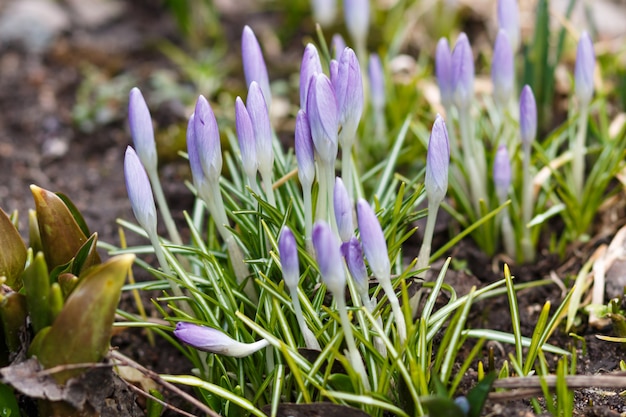 Purple crocuses germinate in the spring in the garden