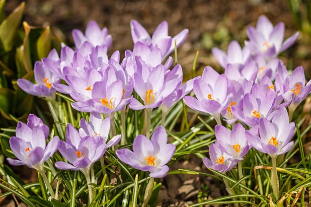 Purple crocuses germinate in the spring in the garden