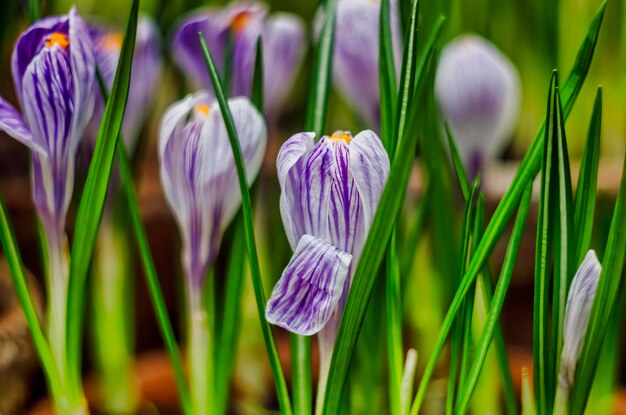 Photo purple crocuses with a green grass in spring