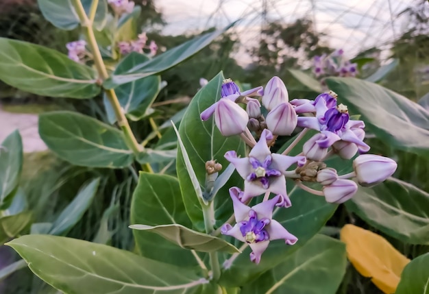 Purple Crown flower or Giant Indian milkweed or Calotropis gigantea on natural background.