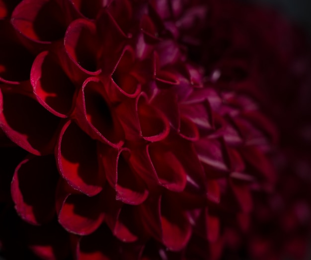 Purple dahlias flower over black background. Deep red autumn flower.