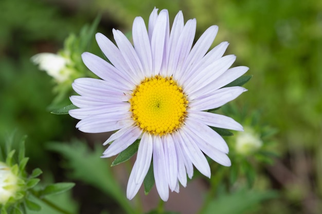 Purple daisy in the garden and Sunlight in the morning