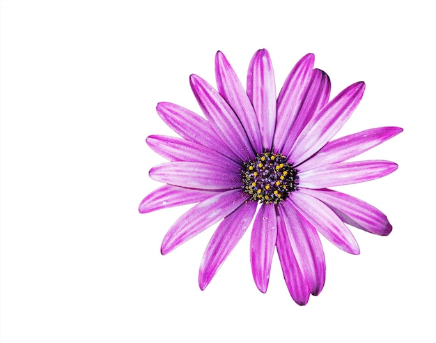 Purple daisy isolated on white background