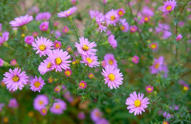 Purple Daisy on a Sunny Day in Beautiful Garden