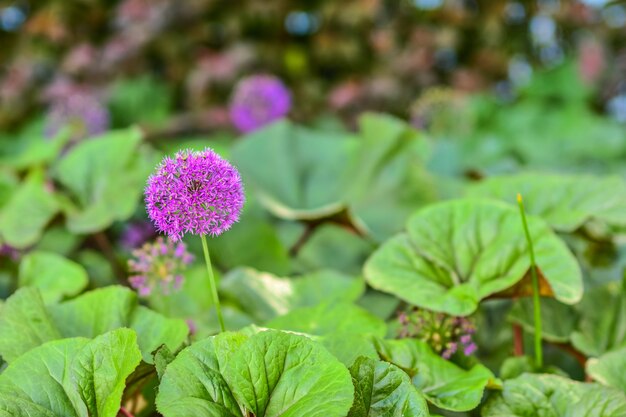 purple decorative bow purple flower closeup ballshaped purple flower purple bow