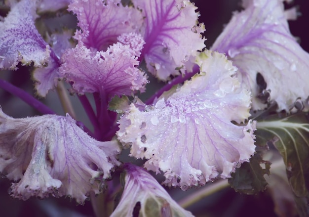 Purple decorative cabbage in the garden with water drops.