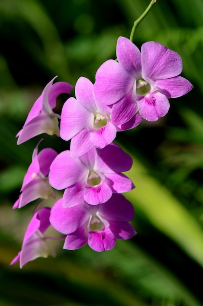 Purple Denerobium Orchids in tropical garden.