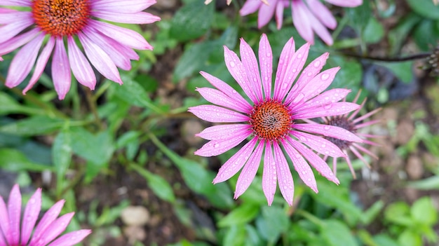 Purple Echinacea flower in a garden.