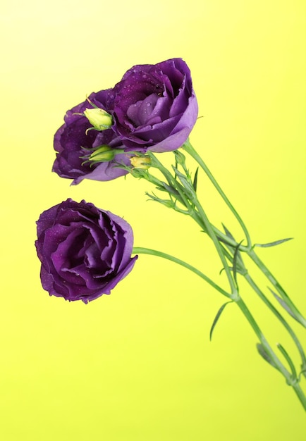 Purple eustoma on bright green background