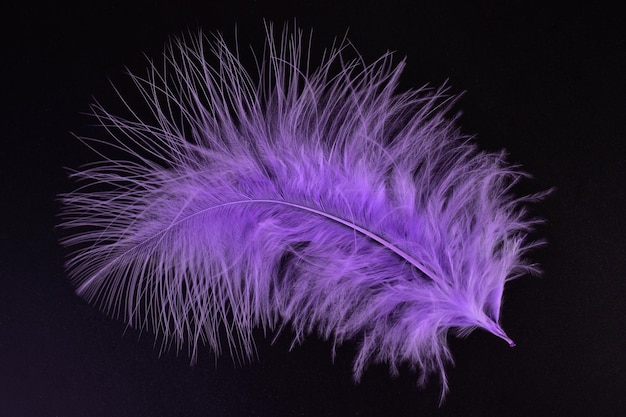 Purple feather on a black background. 