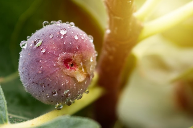 Purple fig fruit hanging from the branch of a fig tree with dew and morning light ficus carica