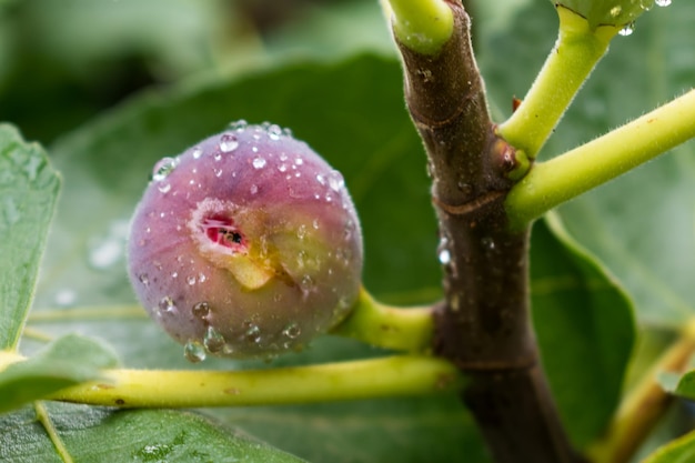 Purple fig fruit hanging from the branch of a fig tree with dew and morning light ficus carica