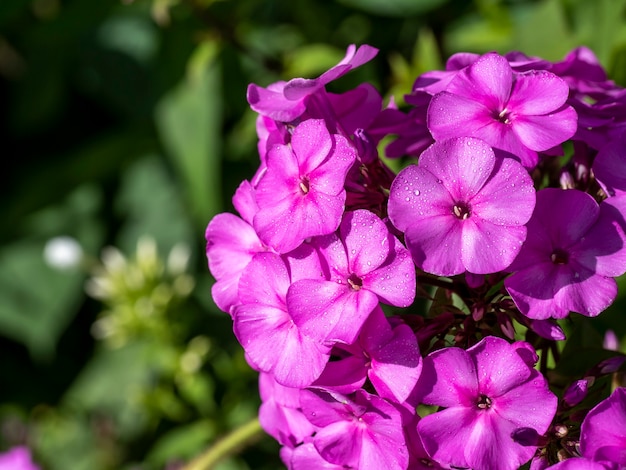 Purple flame flowers of phlox. Flowering garden phlox, perennial or summer phlox in the garden on a sunny day. Copy space