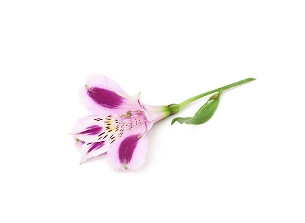 Purple flower alstroemeria with green stem isolated on white