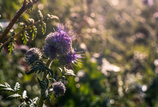 purple flower blooming in morning