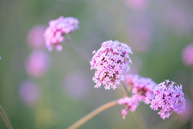 Purple flower in blurred nature background in the garden