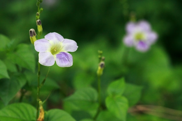 Purple flower close up