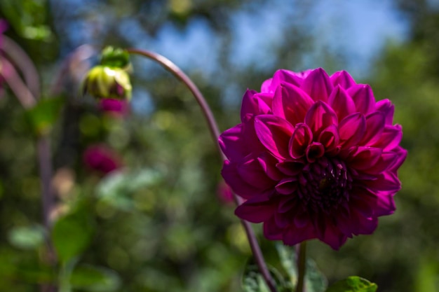 purple flower closeup nature background