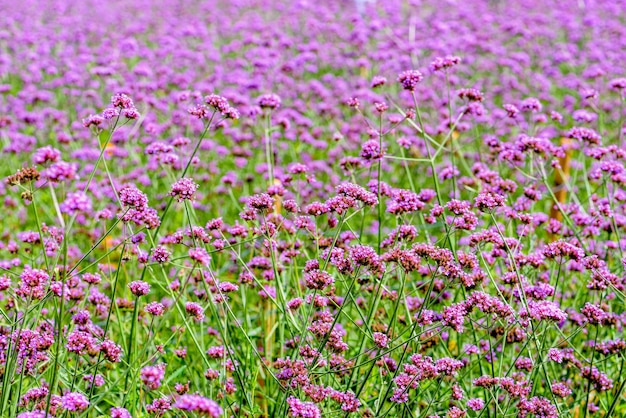 Purple flower field, beautiful nature of Verbena Bonariensis or Purpletop Vervain flowers for background at Khao Kho, Phetchabun, Thailand